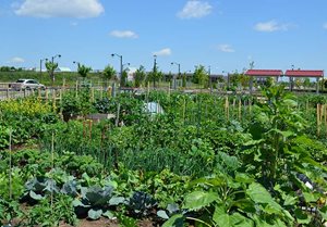 Ward 5 Memorial Park Community Garden