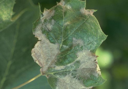 Anthracnose on a leaf.