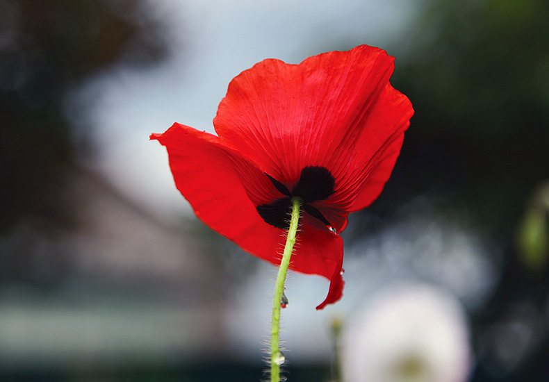 Remebrance Day Red poppy flower