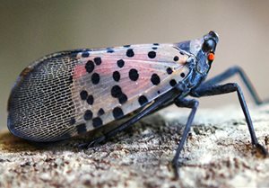 Spotted Lanternfly (Lycorma delicatula) 