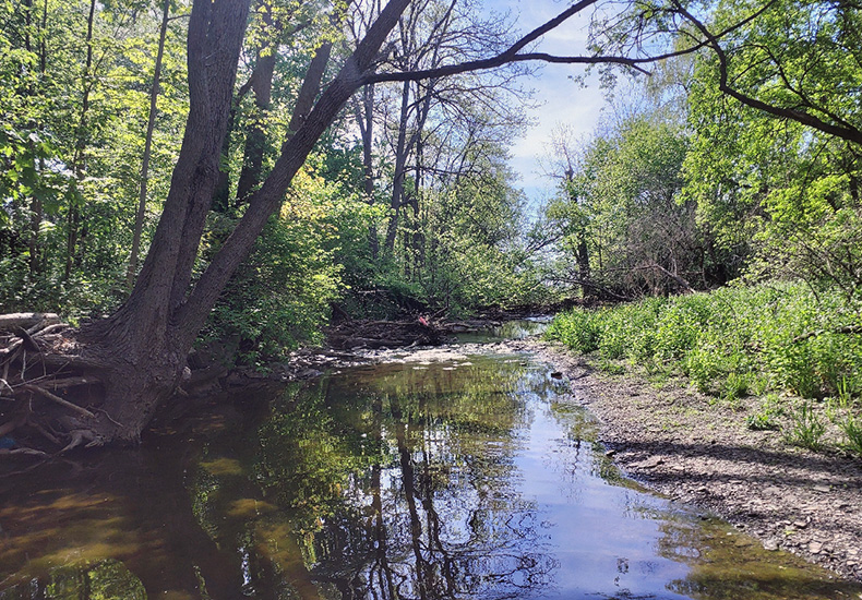 Creek in the woods