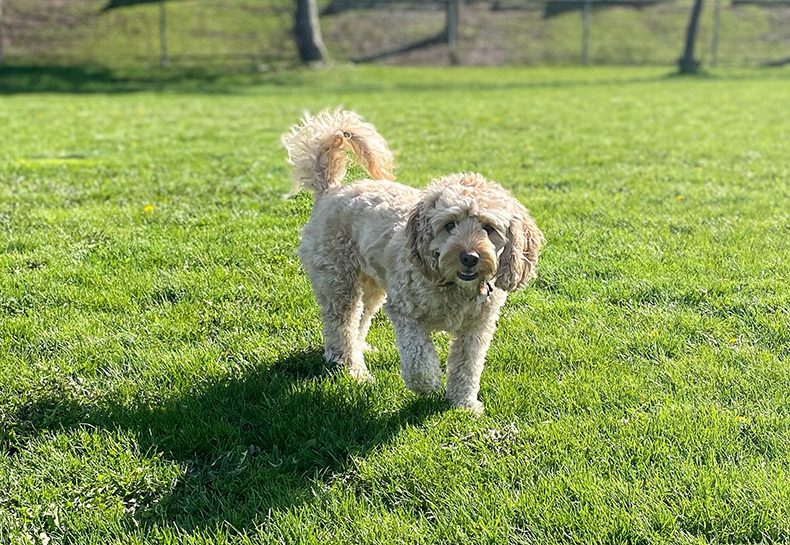 Dog Parks
