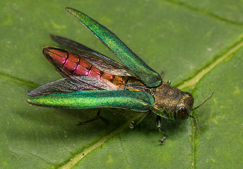 Emerald Ash Borer