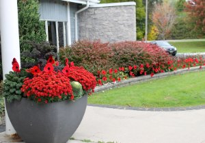 Poppies on display in a planter. Poppies on display in a planter.