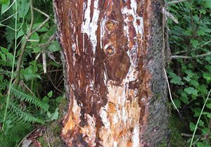 Armillaria Root Rot on a tree.