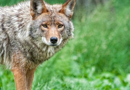 Online coyote information session