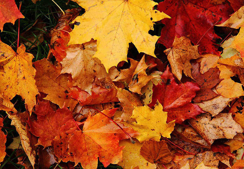 Leaves