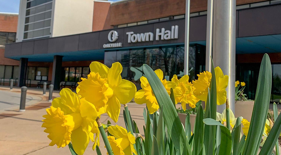 Town Hall Spring daffodils in front of Oakville Town Hall.